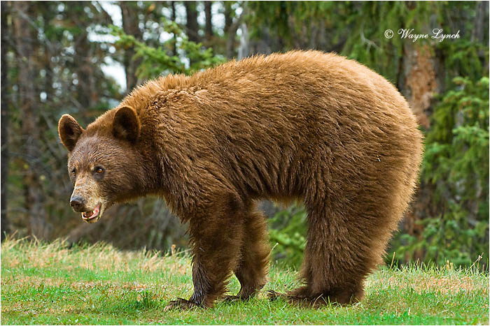 Cinnamon-coloured American Black Bear 118 by Dr. Wayne Lynch &copy;